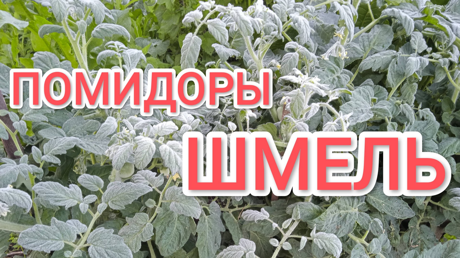 Помидоры Шмель совсем мохнатые