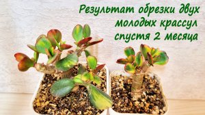 Результат обрезки 2 молодых крассул через 2 мес.