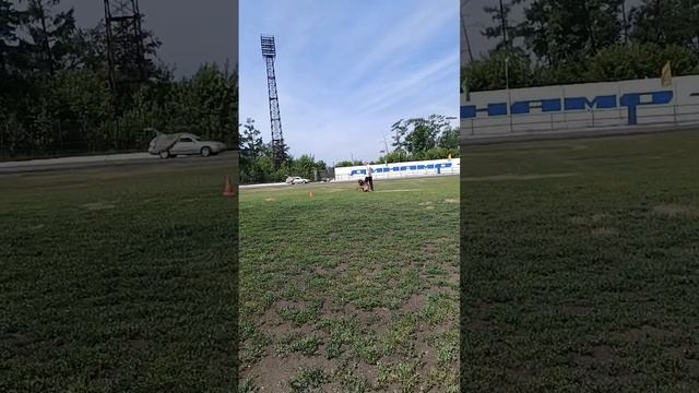 3 Отл. Kavaladi DZHENNIFER +++ №26. КЧК ИРКУТСК 5 июля`25 Моно немецких овчарок