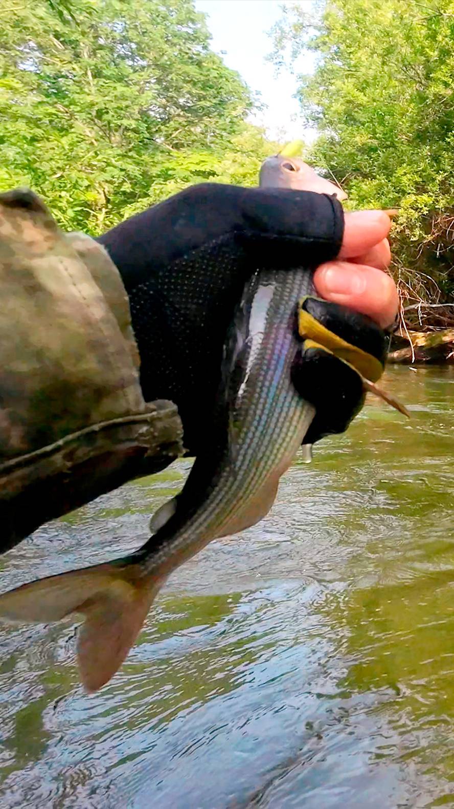 Рыбалка на хариуса в Приморском крае смотреть онлайн