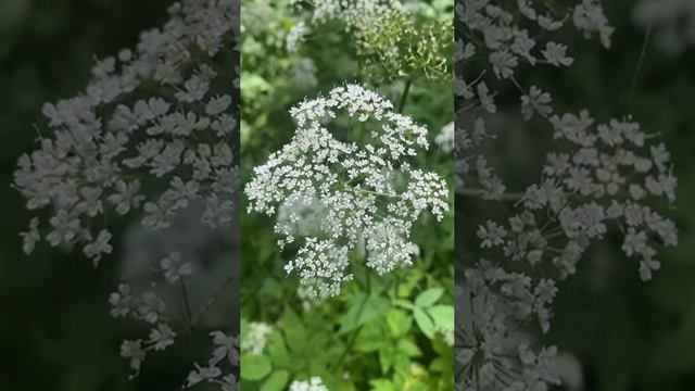 ТЕРАПИЯ#НАСТРОЙКА ЛЕГКОСТИ И БАЛАНСА#ПОСЛУШАТЬ АРОМАТ СНЫТИ И ВОССТАНОВИТЬ СВОЮ ПСИХИКУ