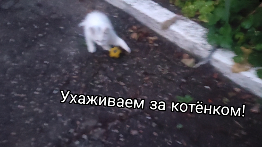 УХАЖИВАЕМ ЗА КОТЁНКОМ И ИГРАЕМ С НИМ! смотреть онлайн