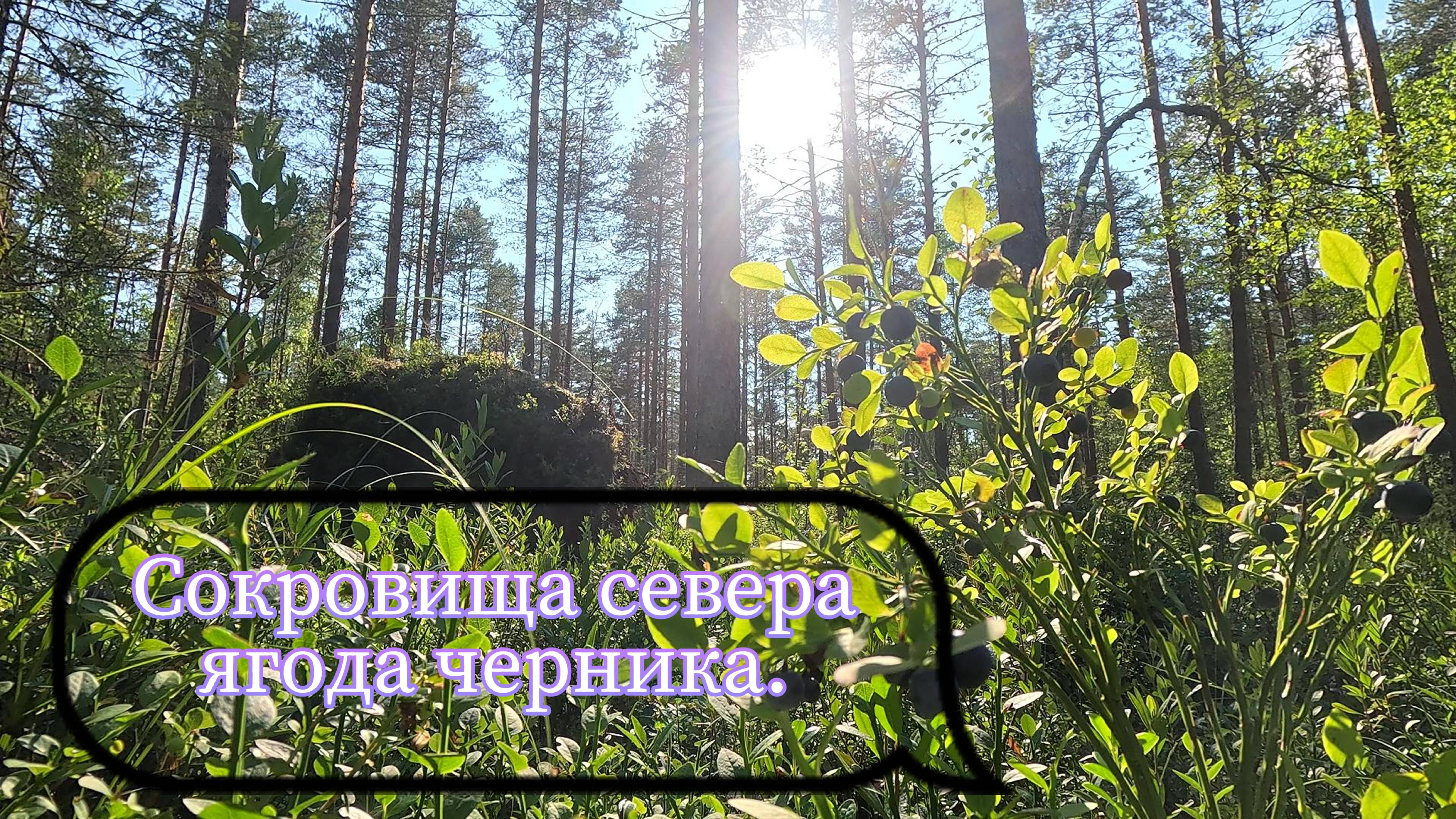 Сокровища севера — черника. смотреть онлайн