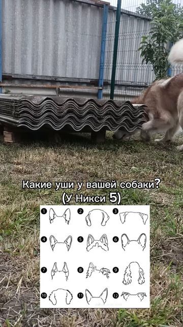 Какие ушки у вашей собаки? #СНЕЖНЫЕЛАПЫ #Ушки #Форма 15.07.2025