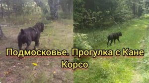 Такой прекрасный Кане Корсо