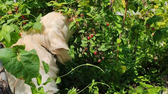 Джеки любитель малины смотреть онлайн