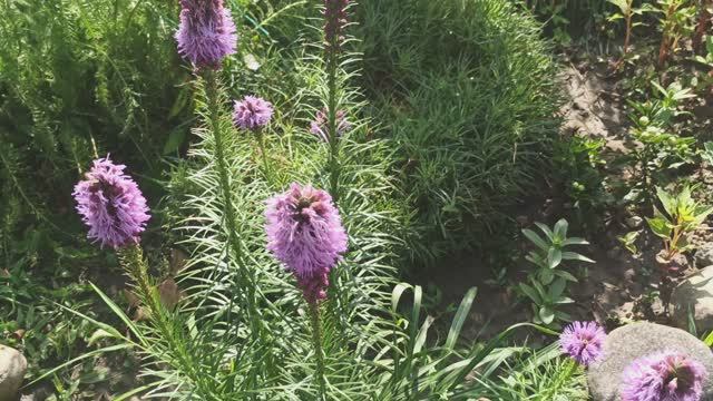 Продолжаю обзор цветника! смотреть онлайн