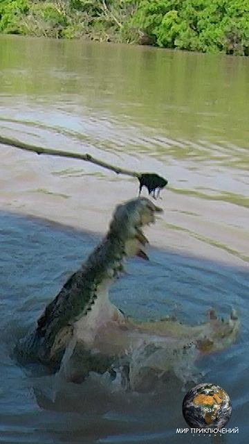 Прыжки гигантских гребнистых крокодилов. смотреть онлайн