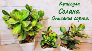 Крассула Солана. Описание сорта.