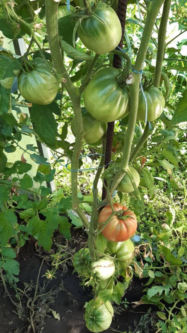 БЫЧЬЕ СЕРДЦЕ РАДИЩЕВСКОЕ - ОБЗОР СОРТА смотреть онлайн