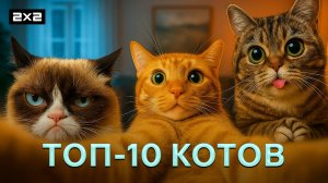 ТОП-10 самых смешных и милых котов | Лучшие коты интернета