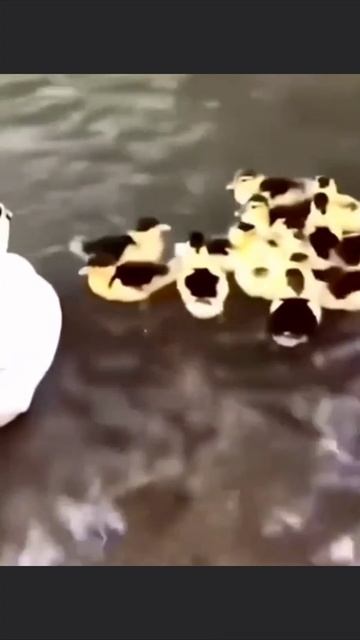 Гадкий утенок - 2 смотреть онлайн