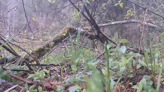 ЗВУКИ ПРИРОДЫ РЕЛАКС - ГОЛОСА ПТИЦ - ЛЕЧЕБНАЯ МУЗЫКА