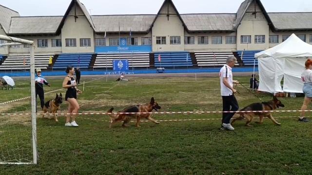 РАБОЧИЙ СУКИ / КЧК ИРКУТСК 5 июля`25 О.Тимофеева Моно немецких овчарок