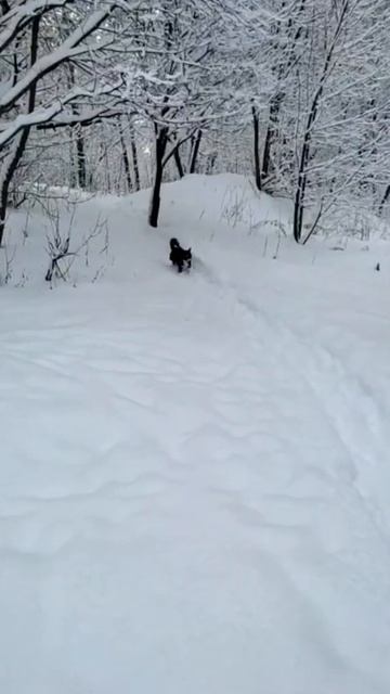 В Москве настоящая зима⛄❄ смотреть онлайн