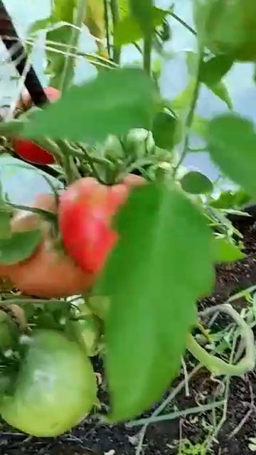 ТОМАТ АЛСУ - ОБЗОР СОРТА смотреть онлайн