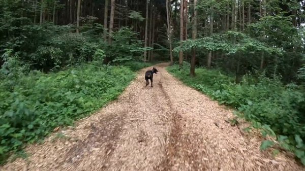 Доберман Zevs  забег на 4км