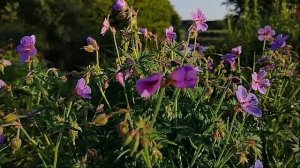 На берегу Чу