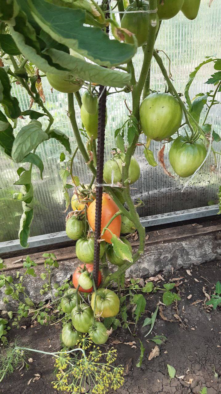 ТОМАТ СЕРДЦЕ БЫКА - ОБЗОР СОРТА смотреть онлайн