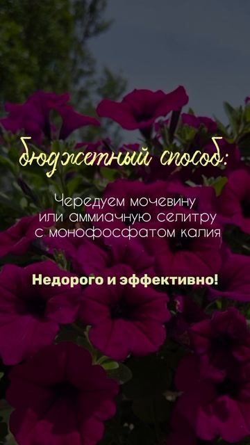 🌸 Секреты пышного цветения петуний 🌸 смотреть онлайн