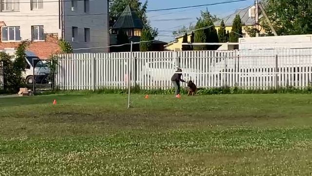 1.  выражено/перв GROSS ERFOLG OSCKAR 2 (Vegas Aus Vikwelt – Gross Erfolg Galateya)