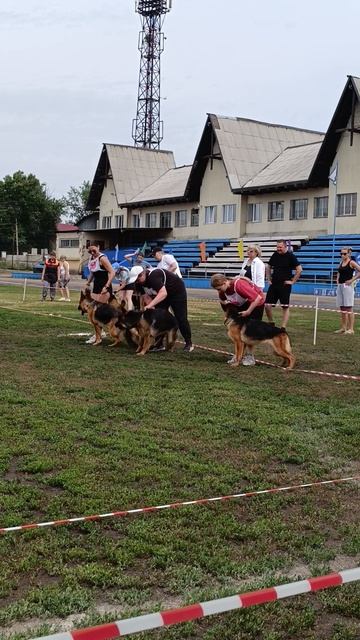 МОЛОДЫЕ СУКИ / КЧК ИРКУТСК 5 июля`25 О.Тимофеева Моно немецких овчарок