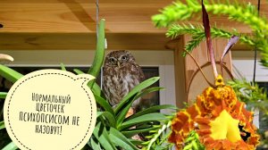 Что там у сыча Лучика в цветочне в июле цветёт? Показываю разные орхидеи и немножко сову