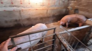 Свиноводство и соевый шрот это мощный 👊 по росту свиней