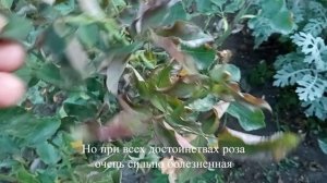 Роза Эпоха Мондадори. Достоинства и недостатки