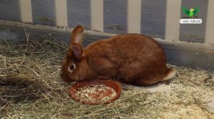 Какова разница между кроликом и зайцем