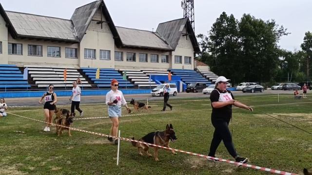 РАБОЧИЙ СУКИ / КЧК ИРКУТСК 5 июля`25 О.Тимофеева Моно немецких овчарок
