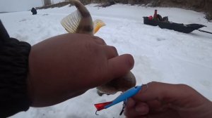 ТАКИЕ МОНСТРЫ РЕДКО ПОПАДАЮТ! Рыбалка на Алтае, балансир в коряжнике и на песках