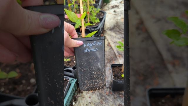 Лилия и клематис Голубой Ангел смотреть онлайн