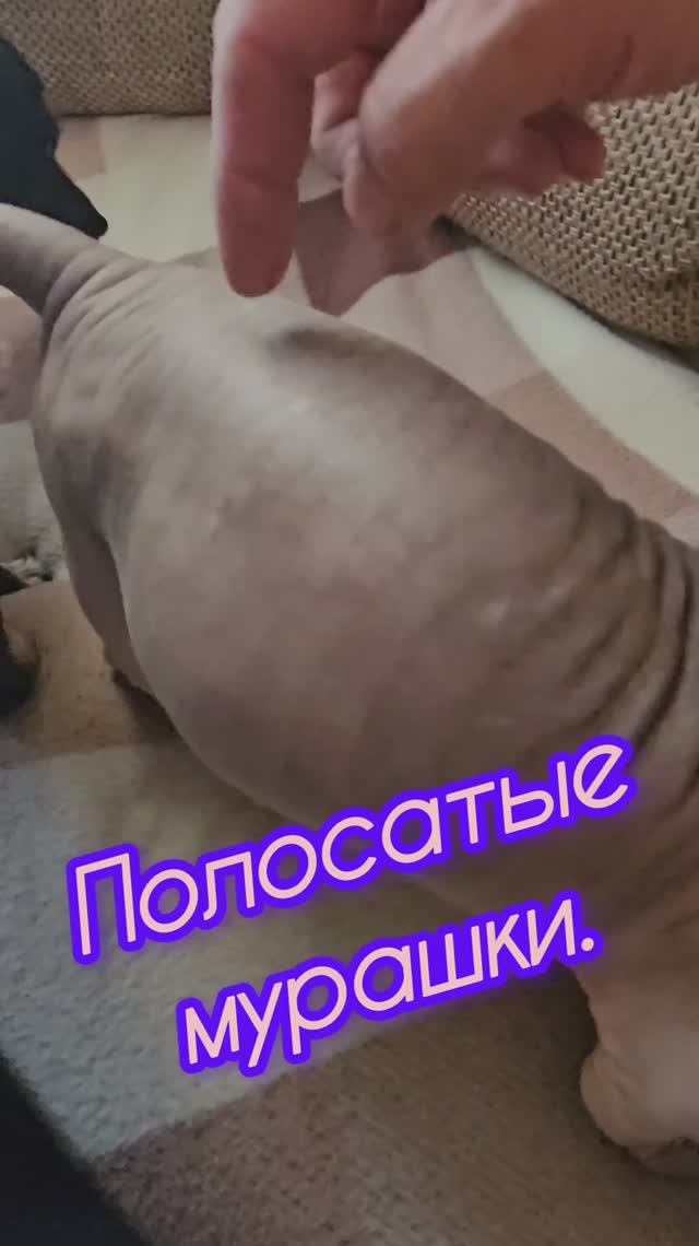 Полосатые мурашки