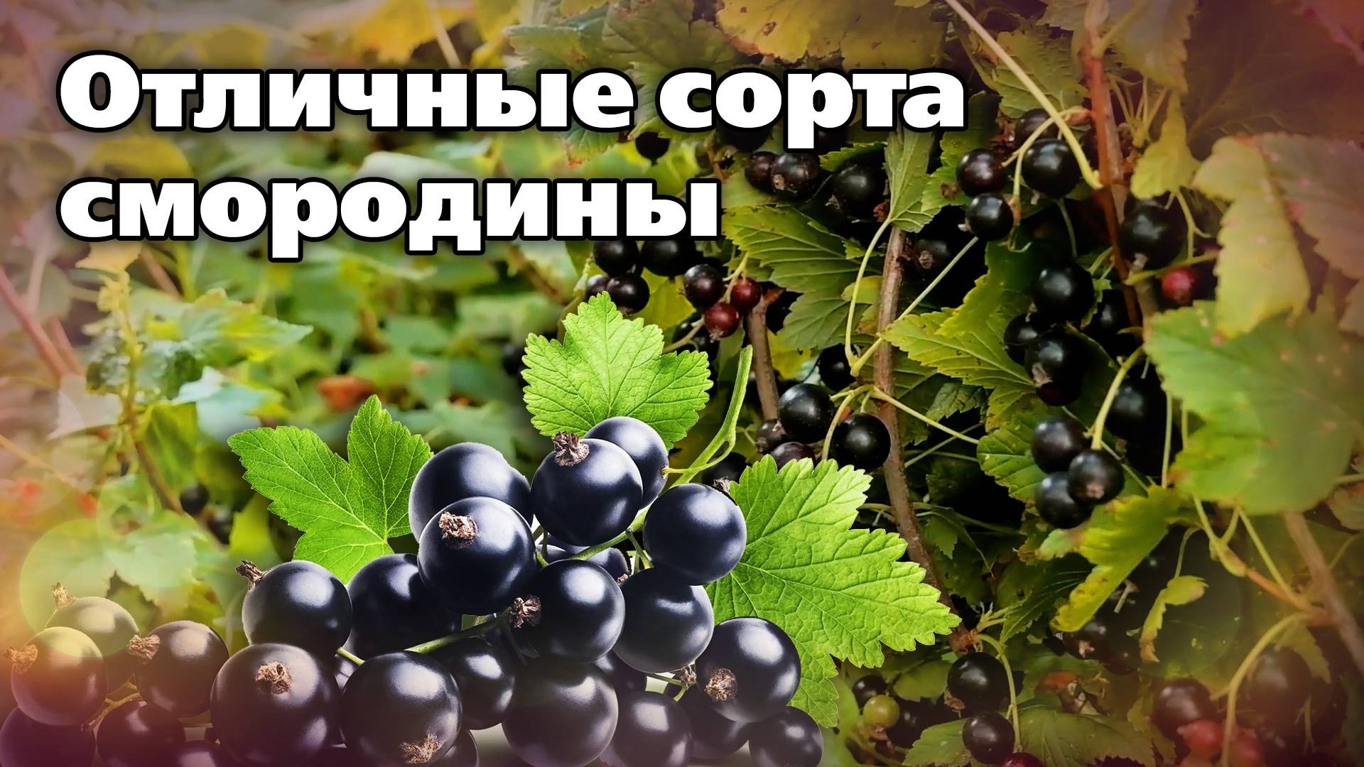 Эта смородина осыпет урожаями. Советует агроном смотреть онлайн