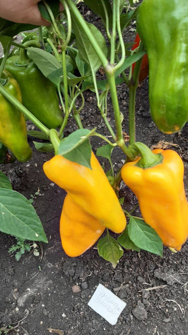 ПЕРЕЦ КРЫМСКИЙ ВЕЛИКАН ЗОЛОТОЙ - ОБЗОР СОРТА смотреть онлайн