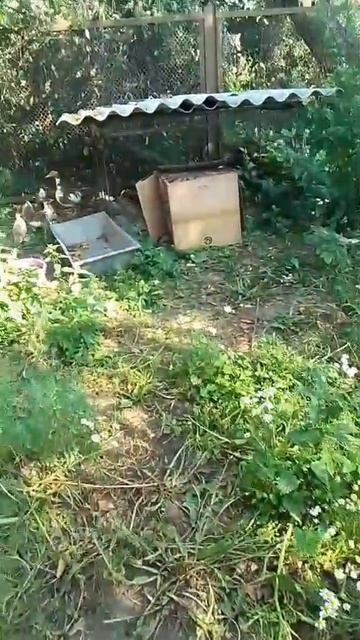 А у нас во дворе! смотреть онлайн