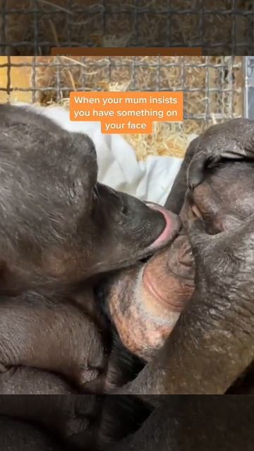 ASMR Monkey смотреть онлайн