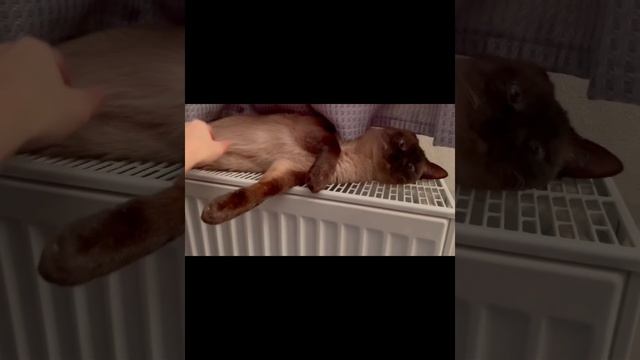 Чарли и Нико.mp4 смотреть онлайн