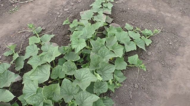 Огурцы сорта ХОКУС