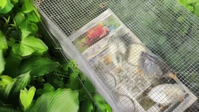 цыплята на 11 и 20 день после вылупления