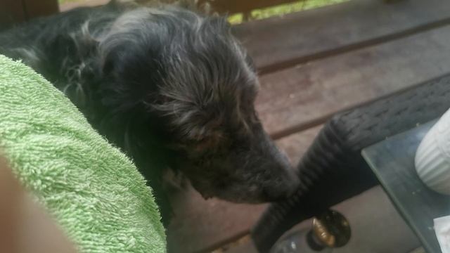 СОЧИ ГОРНОЕ ЛОО УТРО 15.07.2025 смотреть онлайн