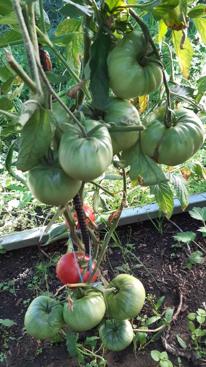 ТОМАТ МОГУЧЕЕ ВЫМЯ смотреть онлайн