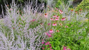 Солнечный цветник в фундаменте. Жара и засуха в южном саду 14.07.2025 г. Пятигорск