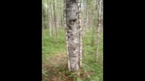 Береза три в одном Birch three in one