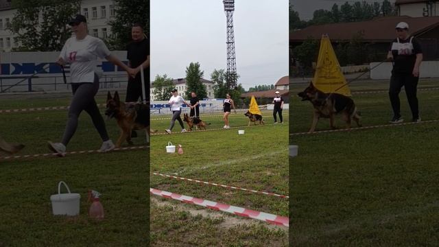 МОЛОДЫЕ СУКИ / КЧК ИРКУТСК 5 июля`25 О.Тимофеева Моно немецких овчарок