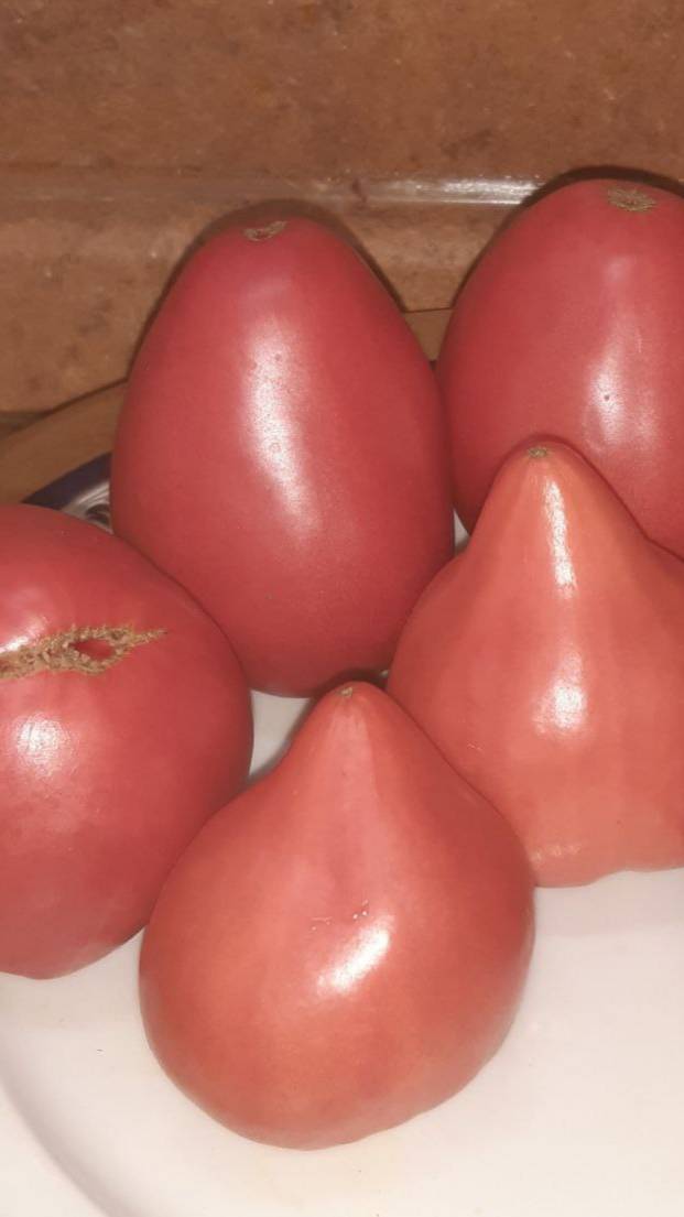 ОТ АЛИФИРОВА - СОРТ КУМБЕЛЬ смотреть онлайн