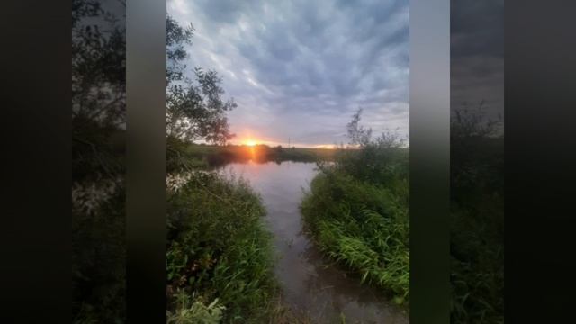 Середина лета. Цветы и природа в середине июля.mp4 смотреть онлайн