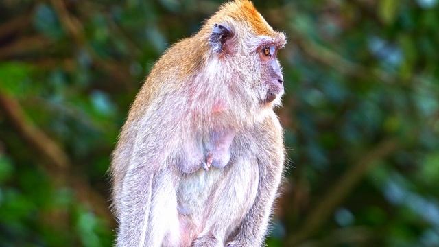 4K видео ULTRA HD 60FPS документальный фильм "Природа мать" #4K смотреть онлайн