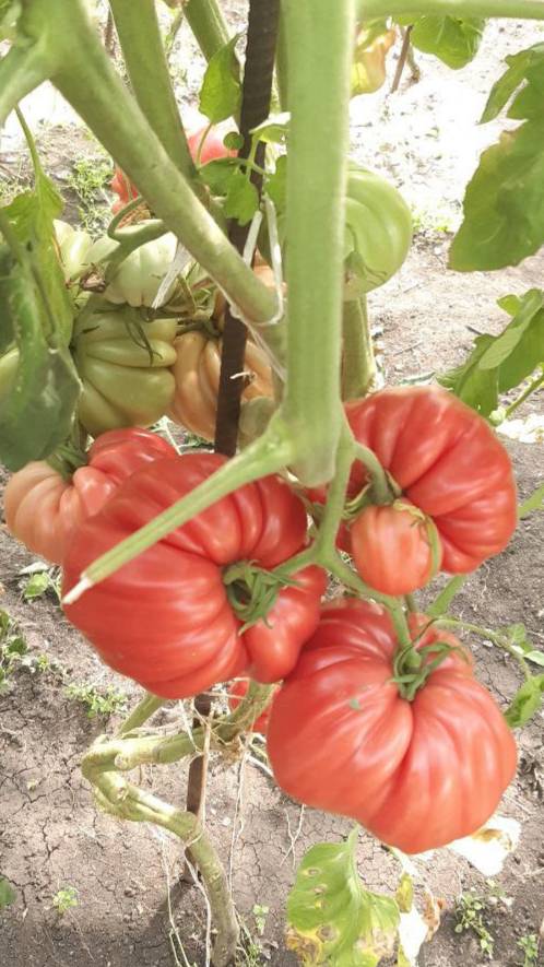 ТОМАТ РЕБРИСТЫЙ С ЭУГАНСКИХ ХОЛМОВ - ОБЗОР СОРТА смотреть онлайн